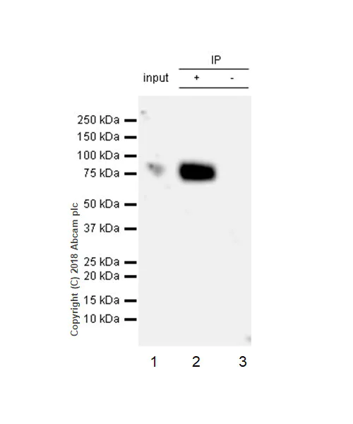Immunoprecipitation - Anti-CD86 antibody [EPR21962] - BSA and Azide free (AB242020)