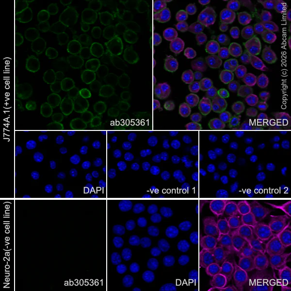 Immunocytochemistry/ Immunofluorescence - Anti-CD86 antibody [EPR22958-113] - BSA and Azide free (Detector) (AB305361)