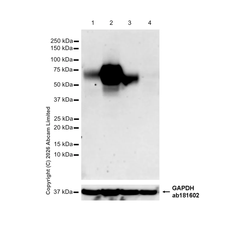 Western blot - Anti-CD86 antibody [EPR22958-113] - BSA and Azide free (Detector) (AB305361)