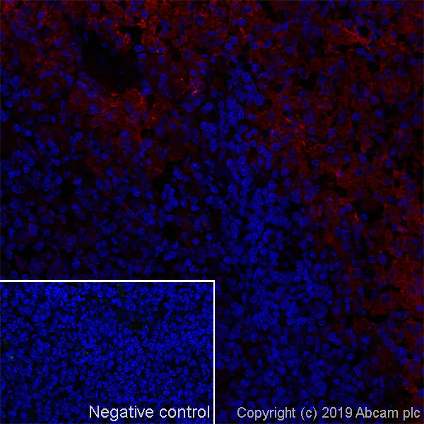 Immunohistochemistry (Frozen sections) - Anti-CD86 antibody [OX48] - BSA and Azide free (AB244583)