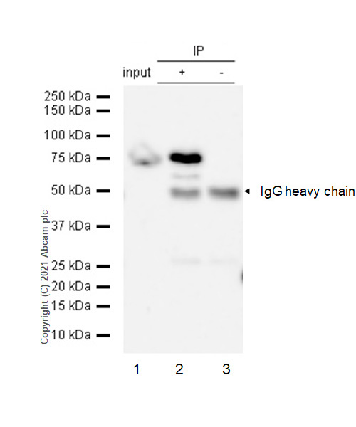 Immunoprecipitation - Anti-CD89 antibody [EPR4622(2)] (AB124717), expandable thumbnail
