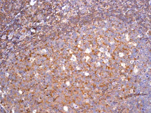 Immunohistochemistry (Formalin/PFA-fixed paraffin-embedded sections) - Anti-CD89 antibody [EPR4622(2)] - BSA and Azide free (AB247978)