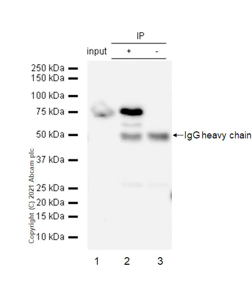 Immunoprecipitation - Anti-CD89 antibody [EPR4622(2)] - BSA and Azide free (AB247978)