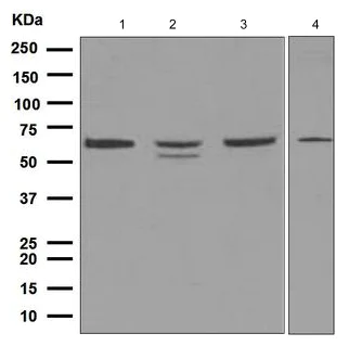 Western blot - Anti-CD89 antibody [EPR4622(2)] - BSA and Azide free (AB247978)