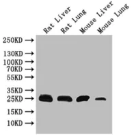 Western blot - Anti-CD9 antibody (AB223052)