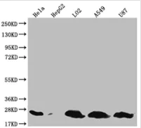 Western blot - Anti-CD9 antibody (AB223052)