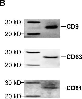 Western blot - Anti-CD9 antibody (AB223052)