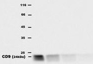 Western blot - Anti-CD9 antibody [EM-04] (AB82390), expandable thumbnail