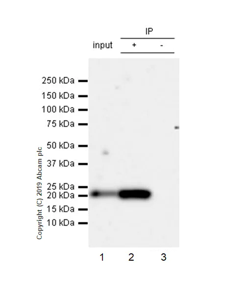 Immunoprecipitation - Anti-CD9 antibody [EPR23105-121] (AB236630)