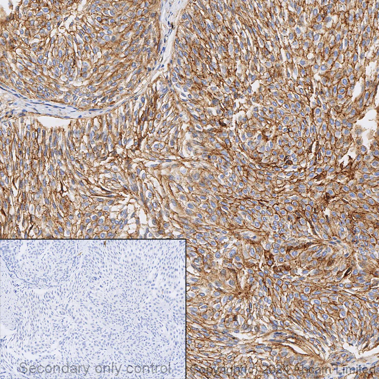 Immunohistochemistry (Formalin/PFA-fixed paraffin-embedded sections) - Anti-CD9 antibody [EPR23105-121] - BSA and Azide free (AB263023)