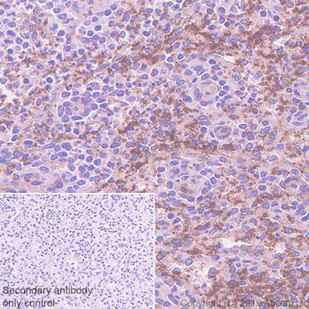Immunohistochemistry (Formalin/PFA-fixed paraffin-embedded sections) - Anti-CD9 antibody [EPR23105-121] - BSA and Azide free (AB263023)