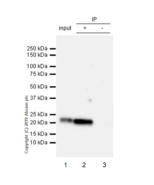 Immunoprecipitation - Anti-CD9 antibody [EPR23105-125] (AB263019)