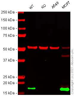 Western blot - Anti-CD9 antibody [EPR23105-125] (AB263019)
