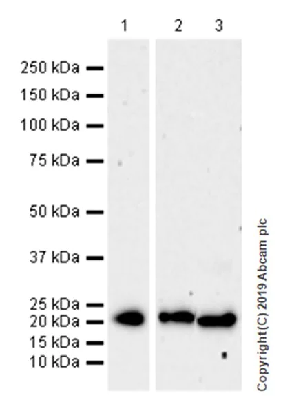 Western blot - Anti-CD9 antibody [EPR23105-125] (AB263019)