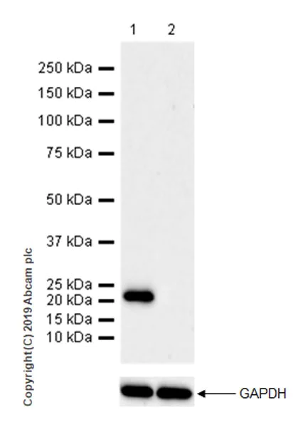 Western blot - Anti-CD9 antibody [EPR23105-125] (AB263019)