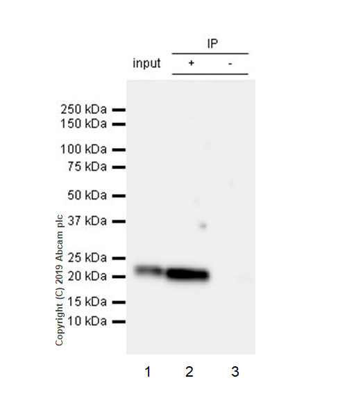 Immunoprecipitation - Anti-CD9 antibody [EPR23105-125] - BSA and Azide free (AB263024), expandable thumbnail