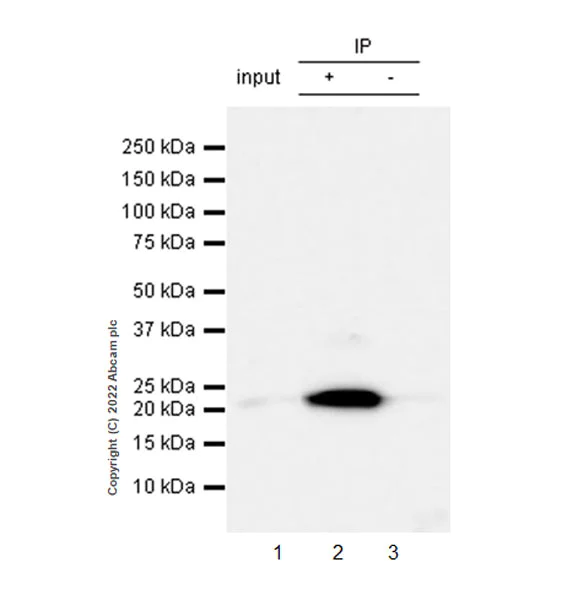 Immunoprecipitation - Anti-CD9 antibody [EPR27551-92] (AB307085)