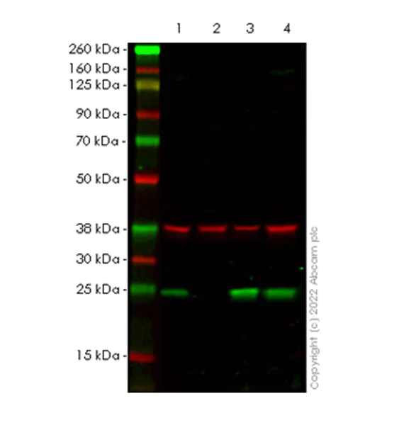 Western blot - Anti-CD9 antibody [EPR27551-92] (AB307085)