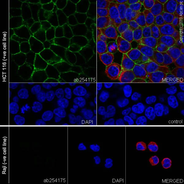 Immunocytochemistry/ Immunofluorescence - Anti-CD9 antibody [P1/33/2] - BSA and Azide free (AB255932)