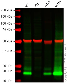 Western blot - Anti-CD9 antibody [TS9] - BSA and Azide free (AB58989)