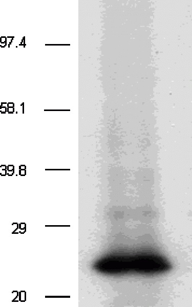 Western blot - Anti-CD9 antibody [TS9] - BSA and Azide free (AB58989), expandable thumbnail