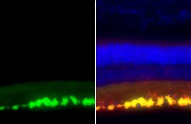 Immunohistochemistry paraffin embedded sections - Anti-CD90 antibody [HL1766] - BSA and Azide free (AB308195)