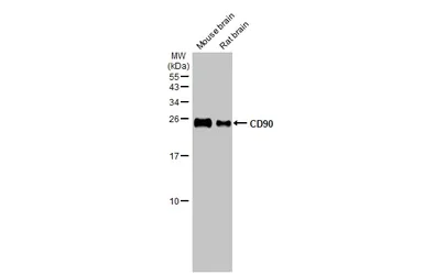 Western blot - Anti-CD90 antibody [HL1766] - BSA and Azide free (AB308195)