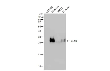 Western blot - Anti-CD90 antibody [HL1766] - BSA and Azide free (AB308195)
