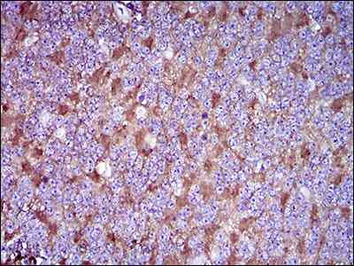 Immunohistochemistry (Formalin/PFA-fixed paraffin-embedded sections) - Anti-CD90 / Thy1 antibody [7E1B11] (AB181469)