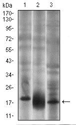 Western blot - Anti-CD90 / Thy1 antibody [7E1B11] (AB181469)