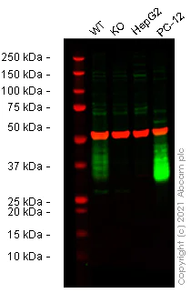 Western blot - Anti-CD90 / Thy1 antibody [7E1B11] (AB181469)