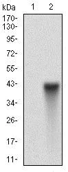 Western blot - Anti-CD90 / Thy1 antibody [7E1B11] (AB181469)