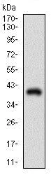 Western blot - Anti-CD90 / Thy1 antibody [7E1B11] (AB181469)