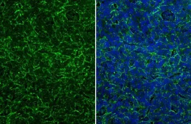Immunohistochemistry (Formalin/PFA-fixed paraffin-embedded sections) - Anti-CD90 / Thy1 antibody (AB273071)