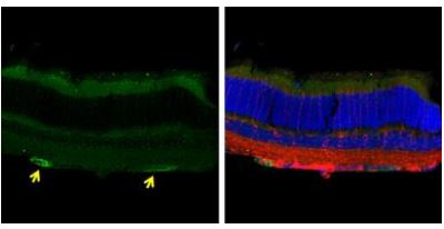 Immunohistochemistry (Frozen sections) - Anti-CD90 / Thy1 antibody (AB273071), expandable thumbnail