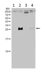 Western blot - Anti-CD90 / Thy1 antibody (AB273071)