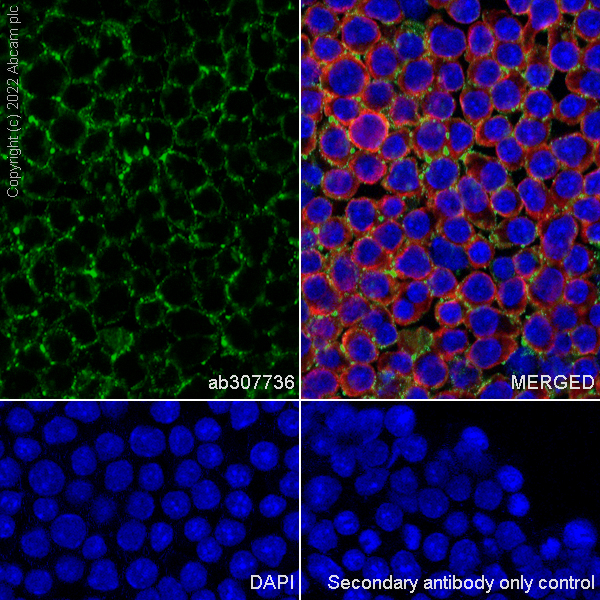 Immunocytochemistry/ Immunofluorescence - Anti-CD90 / Thy1 antibody [EPR28145-53] (ab307736), expandable thumbnail
