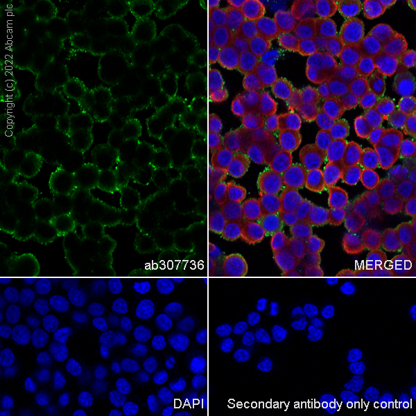 Immunocytochemistry/ Immunofluorescence - Anti-CD90 / Thy1 antibody [EPR28145-53] (ab307736), expandable thumbnail