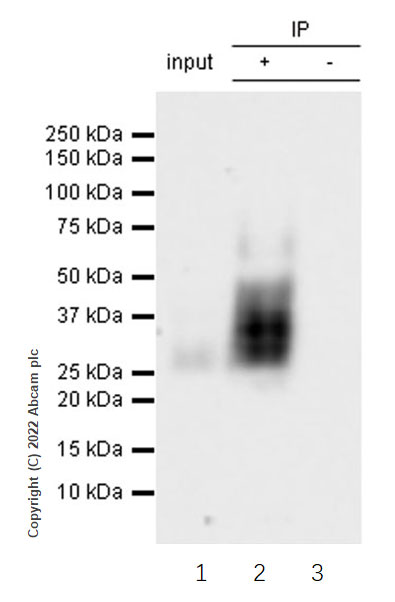 Immunoprecipitation - Anti-CD90 / Thy1 antibody [EPR28145-53] (AB307736), expandable thumbnail