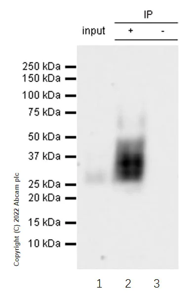 Immunoprecipitation - Anti-CD90 / Thy1 antibody [EPR28145-53] (AB307736)