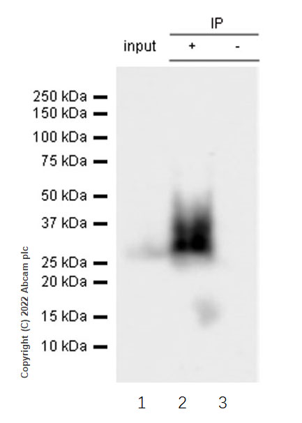 Immunoprecipitation - Anti-CD90 / Thy1 antibody [EPR28145-53] (AB307736), expandable thumbnail
