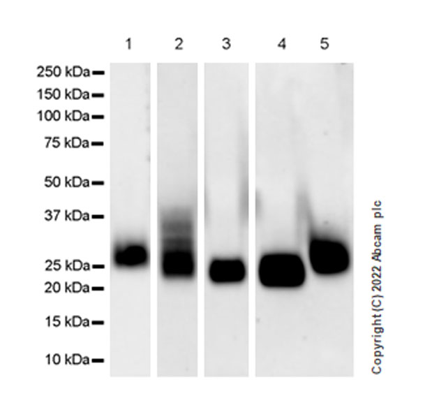 Western blot - Anti-CD90 / Thy1 antibody [EPR28145-53] (AB307736), expandable thumbnail