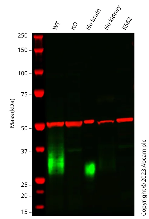 Western blot - Anti-CD90 / Thy1 antibody [EPR28145-53] (AB307736)