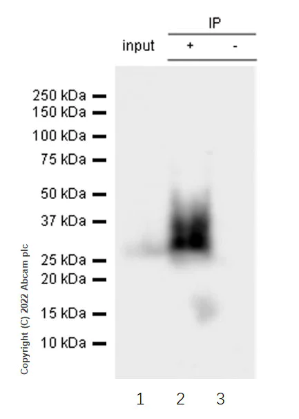 Immunoprecipitation - Anti-CD90 / Thy1 antibody [EPR28145-53] - BSA and Azide free (AB307737)