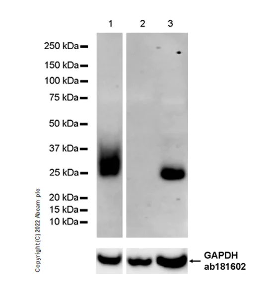 Western blot - Anti-CD90 / Thy1 antibody [EPR28145-53] - BSA and Azide free (AB307737)
