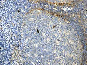 Immunohistochemistry (Formalin/PFA-fixed paraffin-embedded sections) - Anti-CD90 / Thy1 antibody [EPR3132] (AB92574), expandable thumbnail