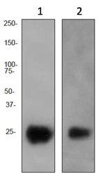 Western blot - Anti-CD90 / Thy1 antibody [EPR3132] (AB92574)