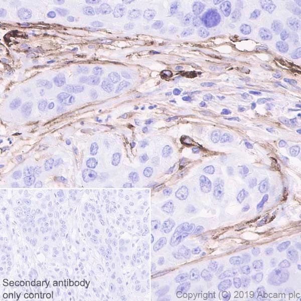 Immunohistochemistry (Formalin/PFA-fixed paraffin-embedded sections) - Anti-CD90 / Thy1 antibody [EPR3132] - Low endotoxin, Azide free (AB221607)