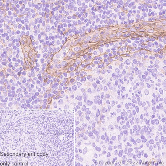 Immunohistochemistry (Formalin/PFA-fixed paraffin-embedded sections) - Anti-CD90 / Thy1 antibody [EPR3132] - Low endotoxin, Azide free (AB221607)