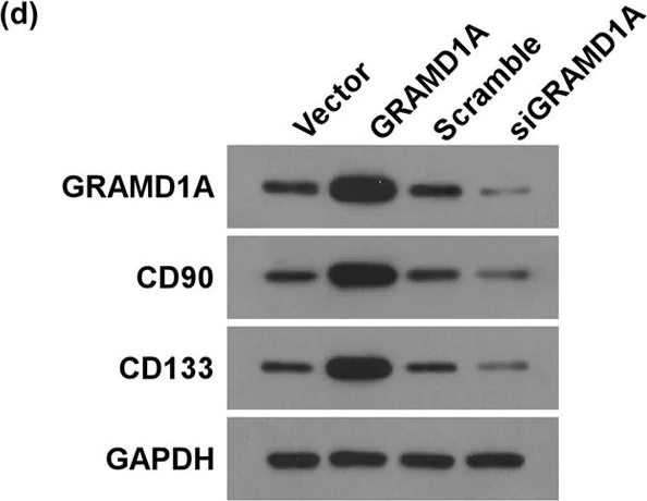 Western blot - Anti-CD90 / Thy1 antibody [EPR3133] (AB133350)